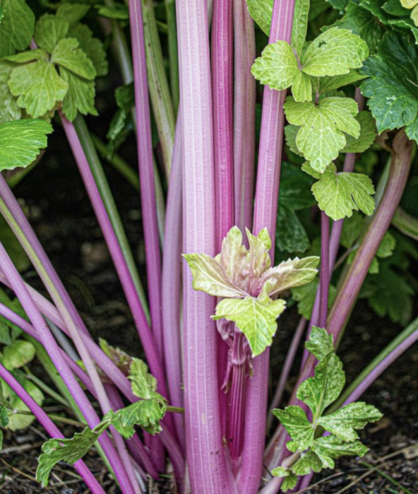 Celery - Pink-Stemmed Celery (3.25"pot)